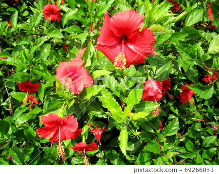 red hibiscus 69266031