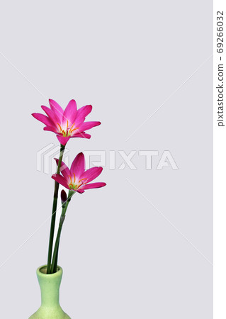 pink flowers 69266032