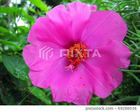 pink flowers bloom pink flowers bloom 69266036