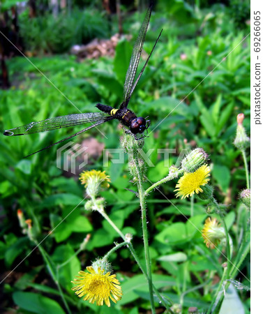 Dragonfly in the garden Dragonfly in the garden 69266065