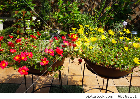 Roof balcony Summer Flower Garden Portulaca red and yellow Roof balcony Summer Flower Garden Portulaca red and yellow 69266111