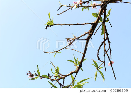 Flower In the sky Flower In the sky 69266309