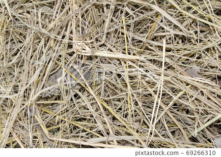 dry straw after harvest dry straw after harvest 69266310