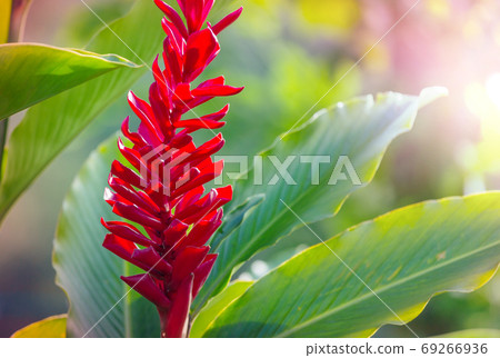 Flower Flower 69266936