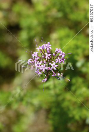 Caucasian crosswort 69267057