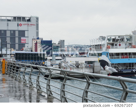 韓國釜山風景鳥 69267107