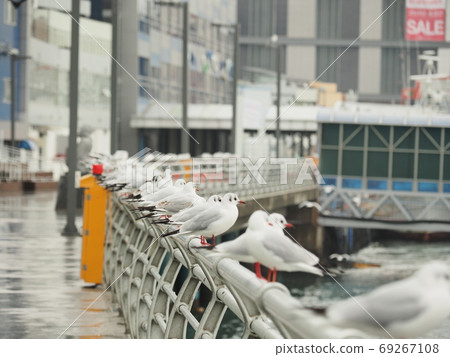 韓國釜山風景鳥 69267108