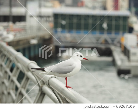 韓國釜山風景鳥 69267109