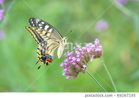 Yellow swallowtail that sucks honey from the willow flower, early September 69267195
