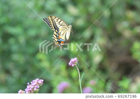 Yellow swallowtail at the moment of jumping up after sucking honey Yellow swallowtail at the moment of jumping up after sucking honey 69267196