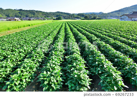 黑豆田櫻州地區 69267233