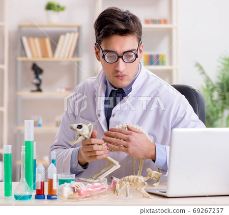 Funny scientist with cat skeleton in lab clinic Funny scientist with cat skeleton in lab clinic 69267257