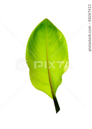 Tree Banana Leaf Isolated On White / clipping path Tree Banana Leaf Isolated On White / clipping path 69267415