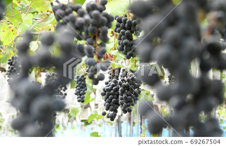 Grapes Grapes 69267504