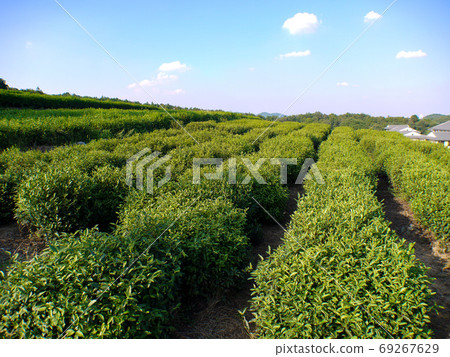 Tatsui village tea plantation 69267629