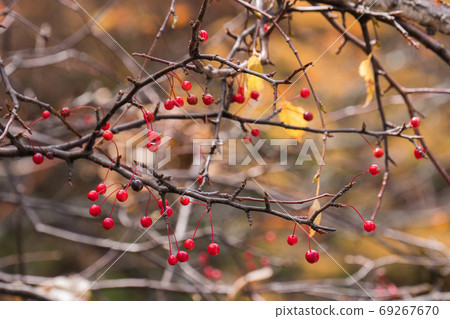 Red berry on branch with a blurred autumn leaves background Red berry on branch with a blurred autumn leaves background 69267670