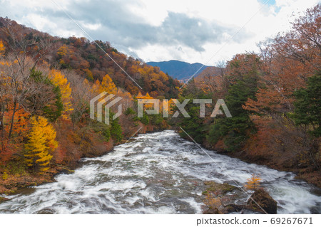 Stream river in autumn forest, beautiful nature of tree in fallen leaves Stream river in autumn forest, beautiful nature of tree in fallen leaves 69267671
