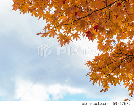 Autumn maple leaves and blue sky with space for your text Autumn maple leaves and blue sky with space for your text 69267672
