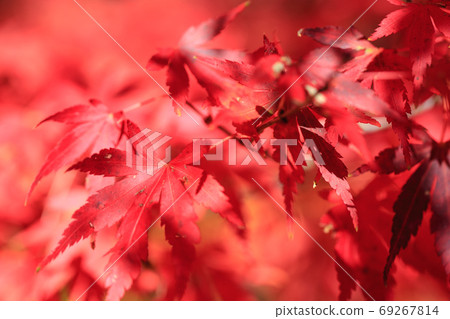 Maple leaf Maple leaf 69267814