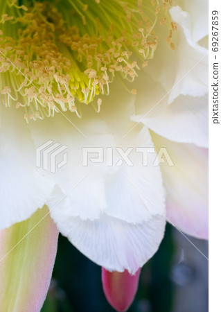 Cactus flower Cactus flower 69267859