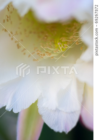 Cactus flower Cactus flower 69267872