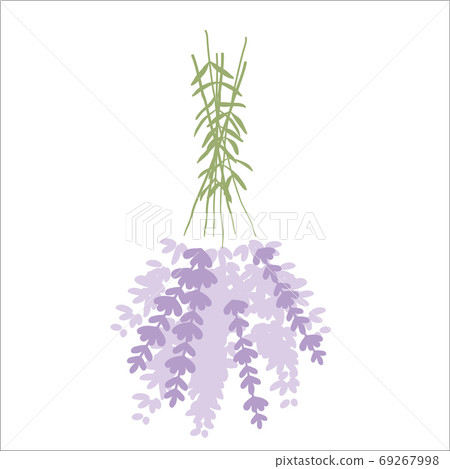 Fresh cut fragrant lavender plant flowers bunch and single 2 realistic icons set isolated vector illustration Fresh cut fragrant lavender plant flowers bunch and single 2 realistic icons set isolated vector illustration 69267998