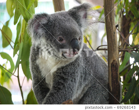Koala Koala 69268143