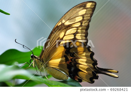 Swallowtail butterfly sitting on a green leaf. Swallowtail butterfly sitting on a green leaf. 69268421
