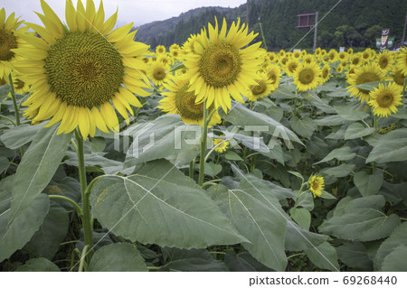 Sunflower field (Hiruzen) August 69268440