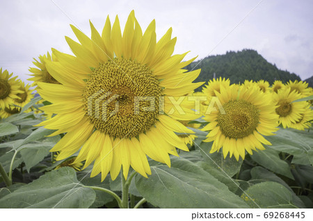 Sunflower field (Hiruzen) August 69268445
