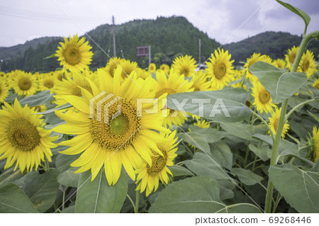 Sunflower field (Hiruzen) August Sunflower field (Hiruzen) August 69268446
