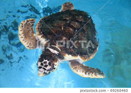 Loggerhead turtle 69268460
