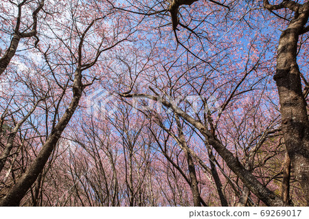 Cherry blossoms  69269017