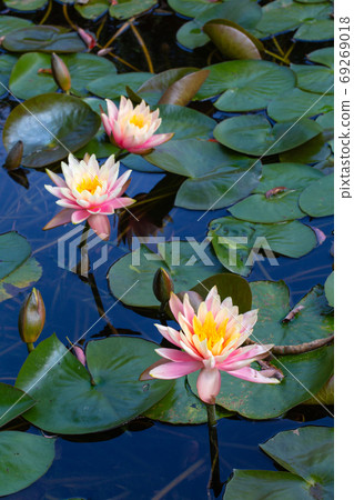 Lian flower Lian flower 69269018