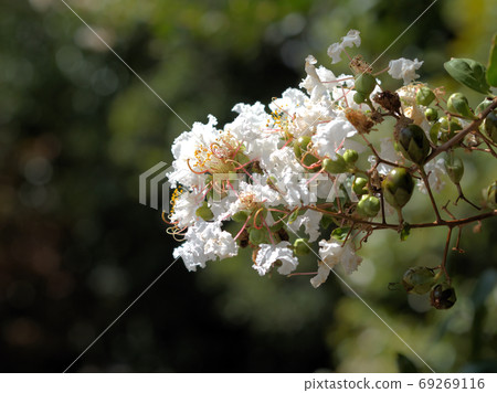 紫薇 紫薇 69269116