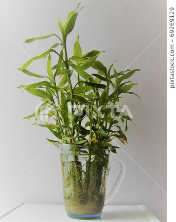 Grown happy bamboo - Stock Photo [69269129] - PIXTA