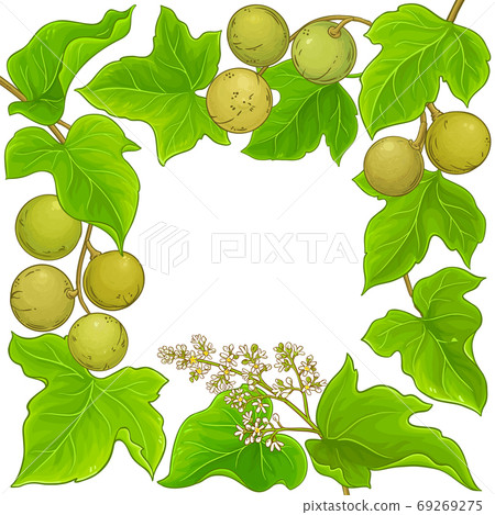 kukui vector frame 69269275