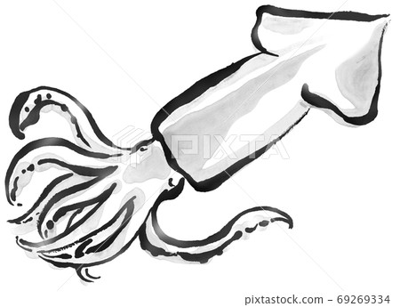 Squid with good freshness 3 Squid with good freshness 3 69269334