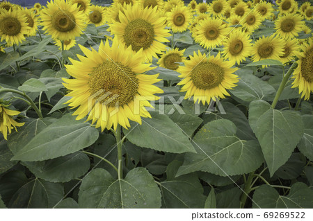Sunflower field (Hiruzen) August Sunflower field (Hiruzen) August 69269522