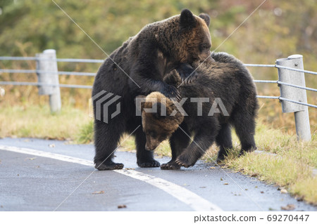 Two brown bears playing on the road in Shiretoko 69270447