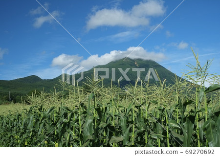 高地山上的玉米田。 高地山上的玉米田。 69270692