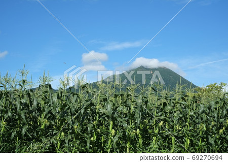 Highland cultivated corn field in Mt. Highland cultivated corn field in Mt. 69270694
