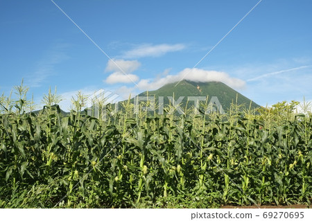 Highland cultivated corn field in Mt. Highland cultivated corn field in Mt. 69270695