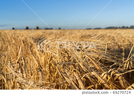 Agricultural field. Ripe ears of barley. The concept of a rich harvest. Agricultural field. Ripe ears of barley. The concept of a rich harvest. 69270724