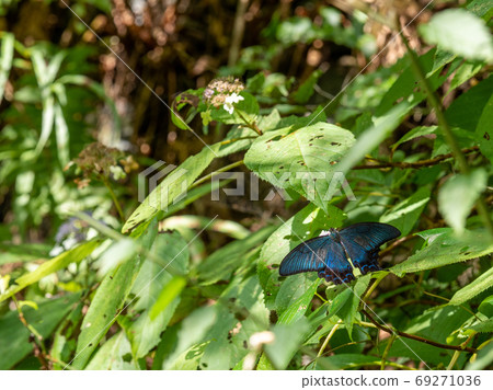 Okutama Shiraiwa waterfall and clear stream view Butterflies on the walking path 69271036