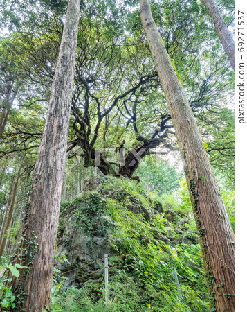 Okutama Mountain hugging oak Okutama Mountain hugging oak 69271537