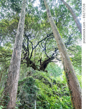 奧多摩山擁抱橡樹 69271538