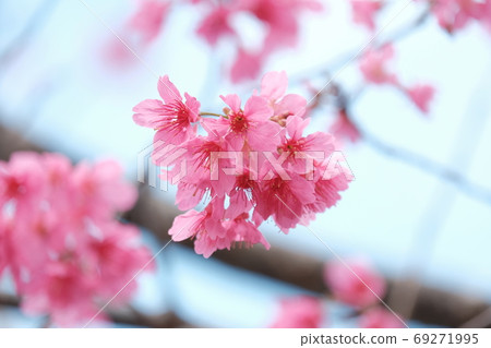 櫻花 櫻花 69271995