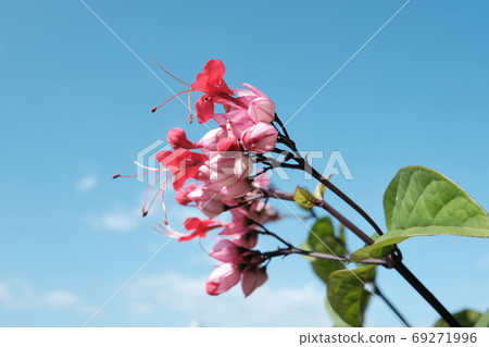 龍吐珠 龍吐珠 69271996