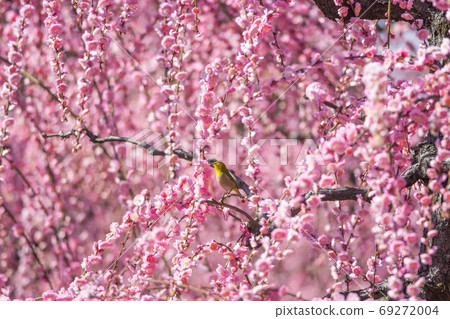 White-eye 69272004